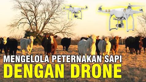 
                                 Penggunaan-Drone-Sektor-Peternakan-Sapi.JPG